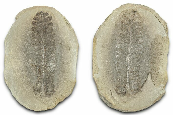 Fossil Fern (Pecopteris) Nodule Pos/Neg - Mazon Creek #325814